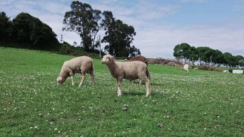 Flock of Sarda Sheep Grazing Green Grass at Farm Highlands. Concept of farming and agriculture. Flock of sheep graze on green meadows in the mountains of Spain video