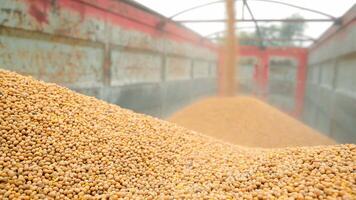 Loading soybean crop into a truck. The background is out of focus. Focus on the soybeans lying in the foreground. video