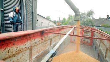 loading grain into a truck. Soybeans are loaded for transportation. Concept of harvesting video