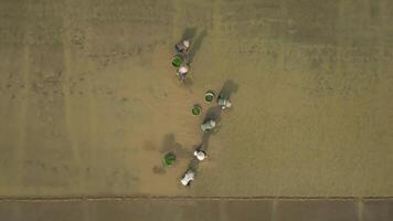 Top View Of Women Farmers Planting Rice In The Rice Field, Vietnam video