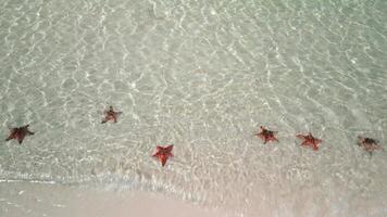 estrella de mar en cristal claro agua en tropical playa en Vietnam video