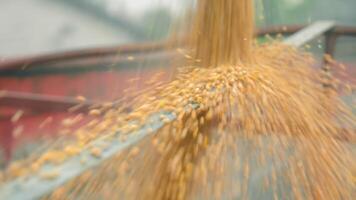 langzaam beweging van vallend graan wanneer bezig met laden een graan Bijsnijden. video