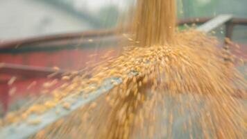 lento movimento di caduta grano quando Caricamento in corso un' grano Ritaglia. video