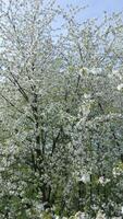 Blooming trees with white flowers in spring video