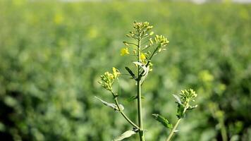 cultivo de soja de cerca de temprano floreciente soja agricultura. video