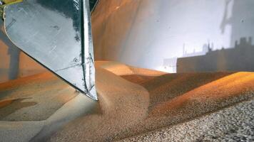 arrangement van graan in de magazijn met een graafmachine. zwaar agrarisch machinerie werken in een graan magazijn. video
