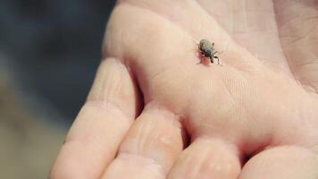 un' piccolo insetto su un' dell'uomo mano. un' piccolo insetto striscia su un' di persona palma video