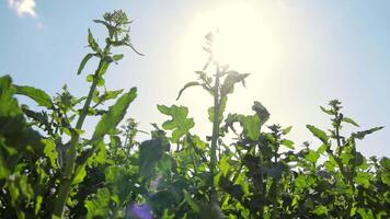 Soybean Plant That Blooms With Yellow Leaves. Growing Soybeans In The Fields. Close-up Of A Soybean Plant With A Flower video