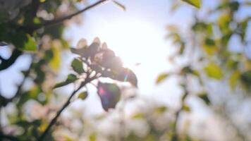 Close-up Of An Apple Blossom. Amazing Nature In Spring. Apple Blossom On The Background Of The Blue Sky At Sunset. video