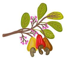 Cashew nuts on branch with leaves. isolated illustration vector