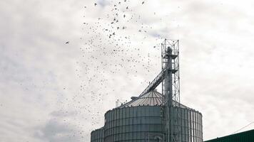 Birds fly over the elevator. A flock of birds flies over a silo for storing grain crops of soybeans and corn video