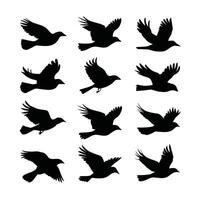 ilustración de un halcón. aves aislado en un blanco antecedentes. vector