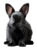 rabbit animal portrait isolated on transparent background, generated ai png