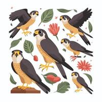 illustration of a falcon. birds isolated on a white background. vector