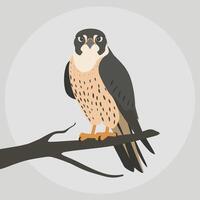 illustration of a falcon. birds isolated on a white background. vector