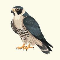 illustration of a falcon. birds isolated on a white background. vector