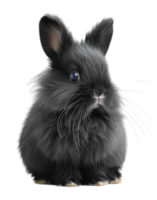 rabbit animal portrait isolated on transparent background, generated ai png