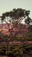 Tree Standing in Field With Distant Mountains video