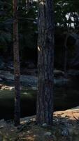 groupe de grand rochers dans forêt video