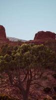 Lone Tree Stands Amid Desert Landscape video