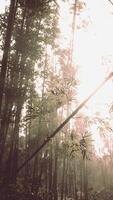 Sunlight Filtering Through Trees in Bamboo Forest, vertical video