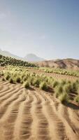 gräs fält med bergen i bakgrund video