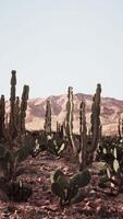 groep van cactus planten in monument vallei woestijn video