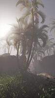 palma árbol en brumoso tropical ajuste video