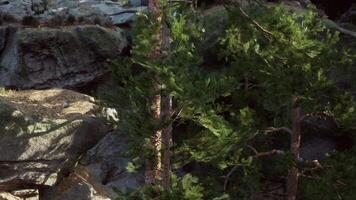 ung tall träd mitt i klippig terräng på skymning video