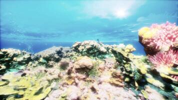 colorida coral recife dentro embaixo da agua Visão video