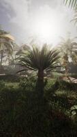 palm boom staand in met gras begroeid veld- video