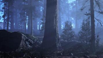 dimmig skog med tät träd omslag video