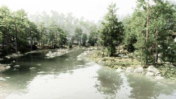 flod strömmande genom frodig grön skog video