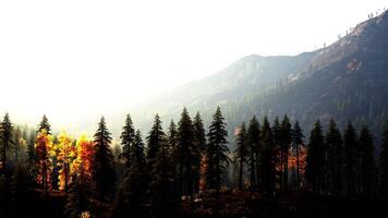 il sole è splendente attraverso il alberi nel il montagne. bellissimo tramonto video