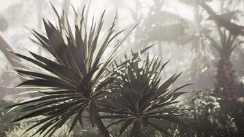 palm boom staand temidden van Woud video