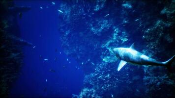 grand blanc requin nager dans le océan video