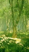 raízes de uma árvore em uma floresta enevoada video