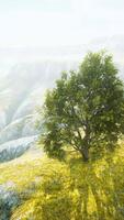 campo de primavera con árbol solitario video