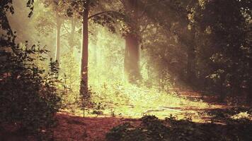 un' sentiero attraverso un' foresta con sole splendente attraverso il alberi video