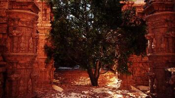 Tree Growing in Stone Archway video