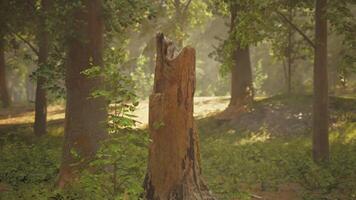 A tree stump in the middle of a forest video