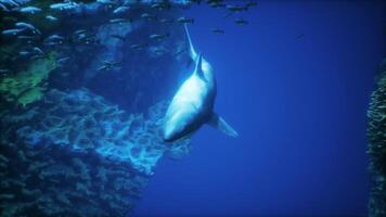 A large white shark swimming in the ocean video