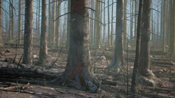 en skog fylld med massor av lång träd video