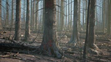 un bosque lleno con un montón de alto arboles video