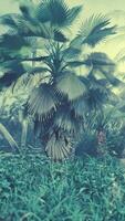 achtergrond van natuurlijke palmbladeren boomtak video