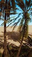 Palm trees of oasis in desert landscape video