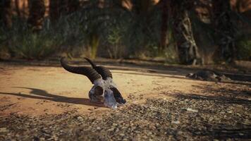 Dead Gazelle Skull Resting Among Palm Trees video