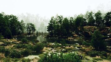 A small pond surrounded by trees in the middle of a forest video