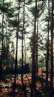 pins sauvages à l'aube pendant le lever du soleil dans une belle forêt alpine video