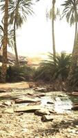 vijver en palmbomen in woestijnoase video